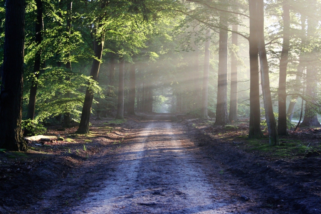 image of dirt road with trees and sunlight shining through